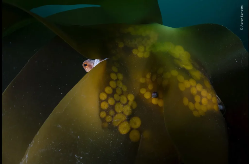 ‘A Watchful Eye’ de Aaron Sanders. Foto: Natural History Museum / Wildlife Photographer of the Year