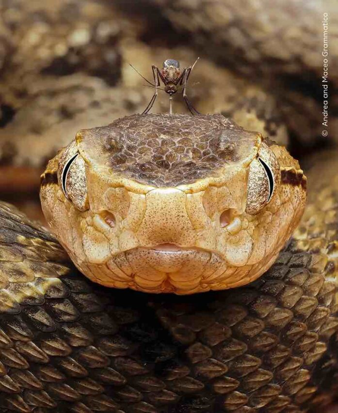 ‘Biting back’ de Andrea e Maceo Grammatico. Foto: Natural History Museum / Wildlife Photographer of the Year