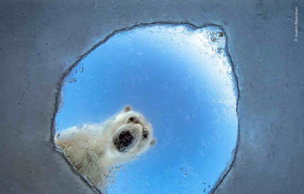 ‘Icy Window’ de Audun Rikardsen. Foto: Natural History Museum / Wildlife Photographer of the Year