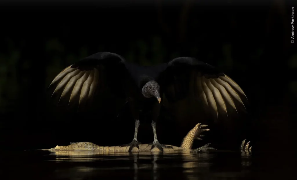 ‘Wings of Darkness’ de Andrew Parkinson. Foto: Natural History Museum / Wildlife Photographer of the Year