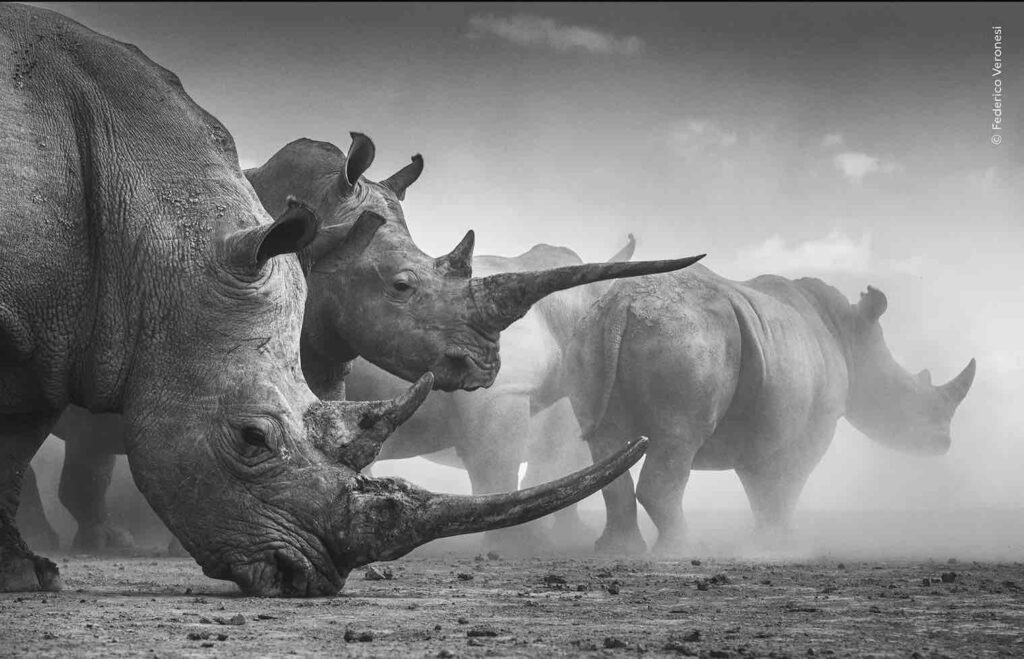 ‘Sanctuary Survivors’ de Federico Veronesi. Foto: Natural History Museum / Wildlife Photographer of the Year