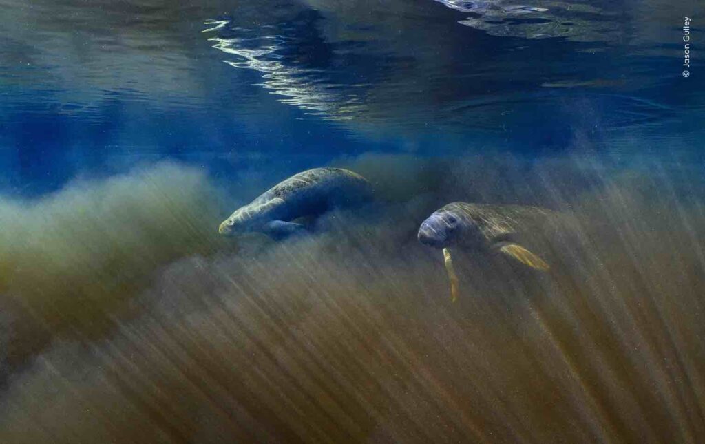‘Between Layers’ de Jason Gulley. Foto: Natural History Museum / Wildlife Photographer of the Year