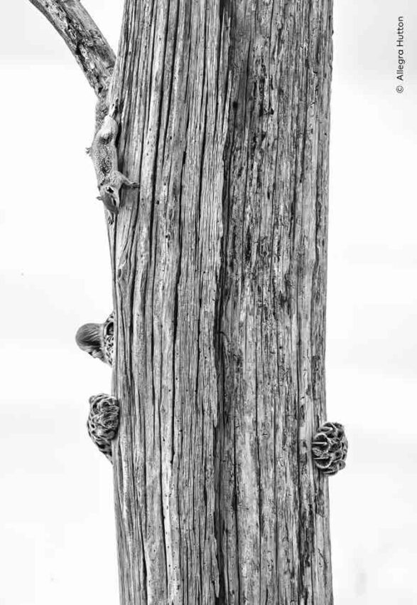 ‘Up a Tree Without a Squirrel’ de Allegra Hutton. Foto: Natural History Museum / Wildlife Photographer of the Year