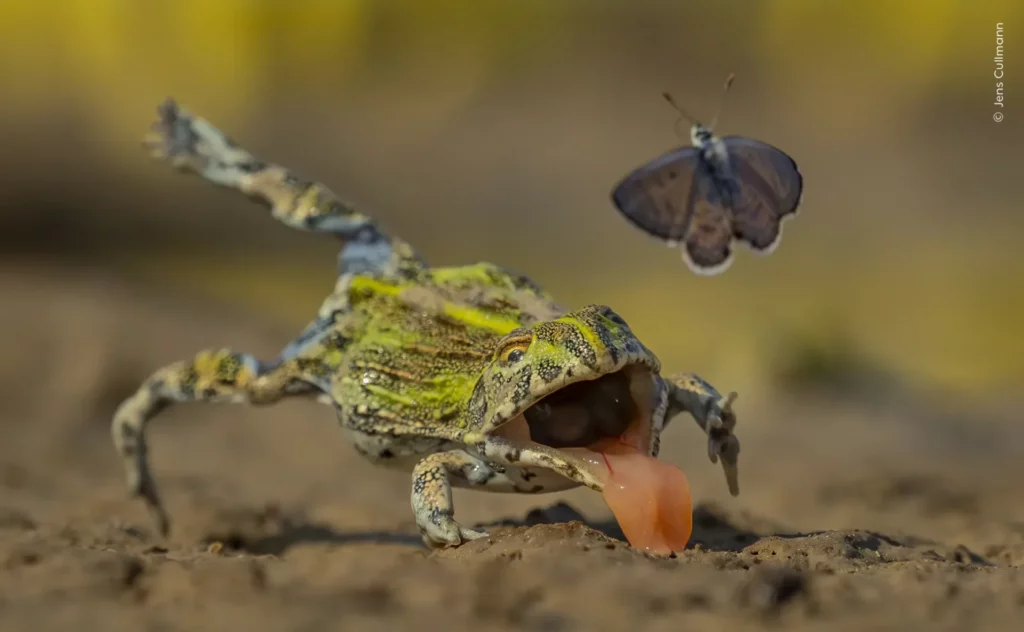 ‘Split-Second Escape’ de Jens Cullmann. Foto: Natural History Museum / Wildlife Photographer of the Year