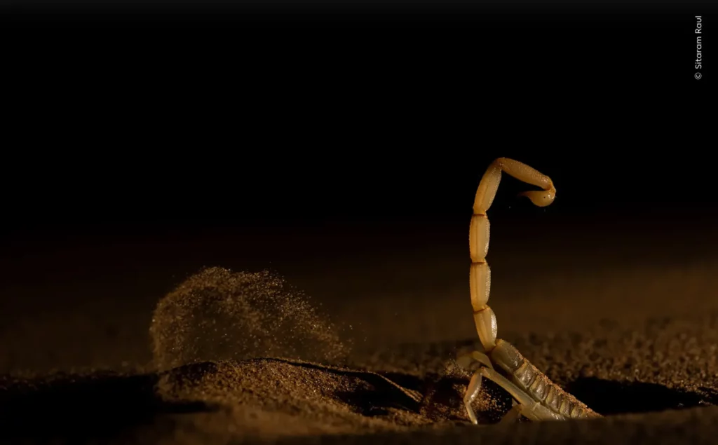 ‘Shifting Sand’ de Sitaram Raul. Foto: Natural History Museum / Wildlife Photographer of the Year