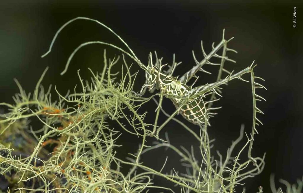 ‘Hidden Dragon’ de Gil Wizen. Foto: Natural History Museum / Wildlife Photographer of the Year