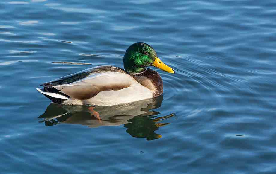 Lavando real ('Anas platyrhynchos'). Foto: Wikimedia Commons