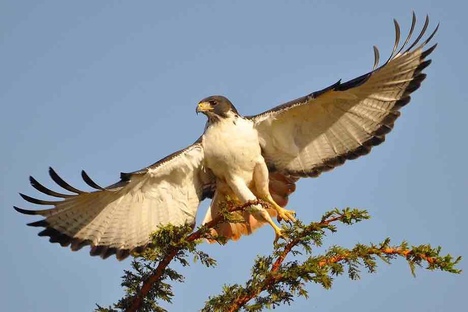 Buxato común (‘Buteo buteo’). Foto: Wikimedia Commons