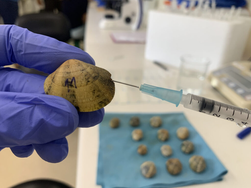 Extracción dun líquido similar ao sangue dun marisco para estudar un tipo de cancro semellante á leucemia. Foto: Alicia L. Bruzos