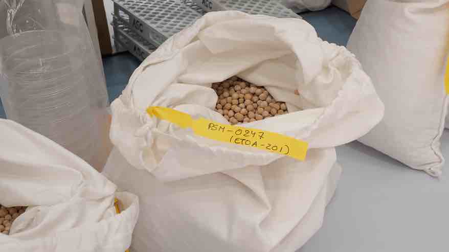Hai dous destinos estudados para o chícharo: a alimentación humana e a animal. Foto: Feuga