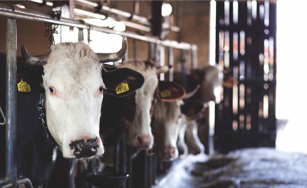O virus Shamonda afecta principalmente a gando vacún, pequenos ruminantes e cabalos. Foto: Pexels