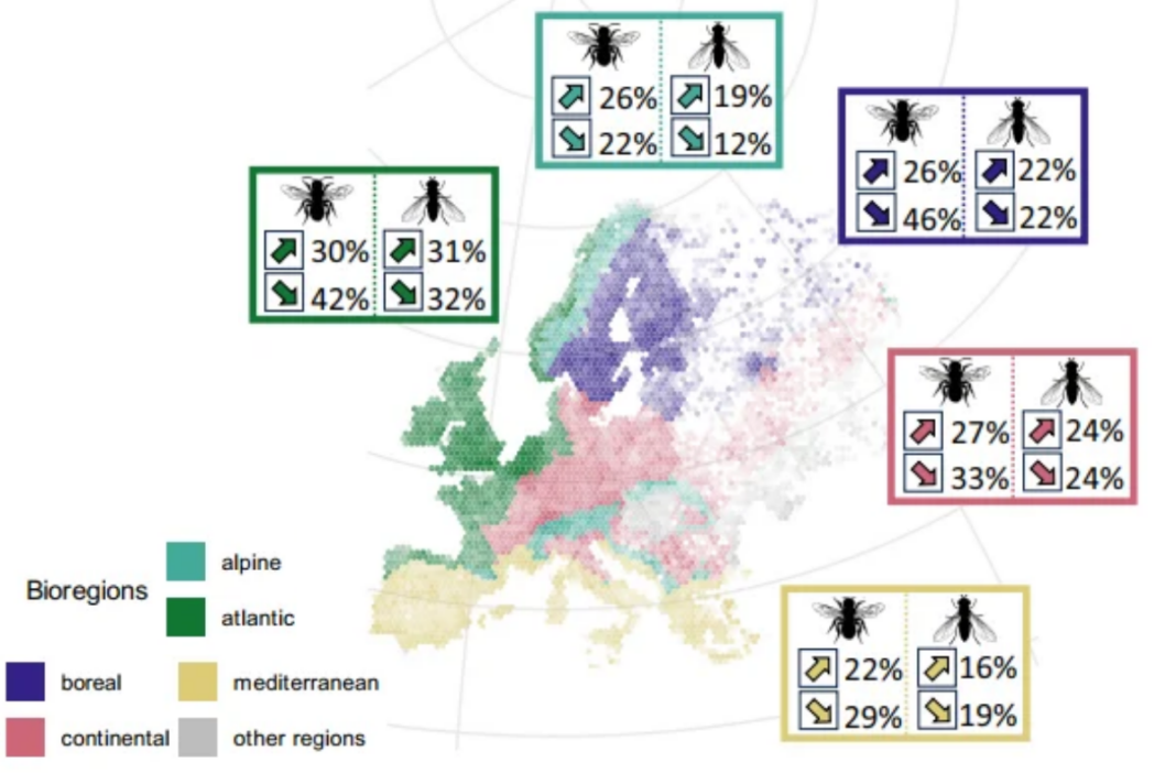 Porcentaxe de especies de abellas e sírfidos cun aumento ou decrecemento temporal significativo (