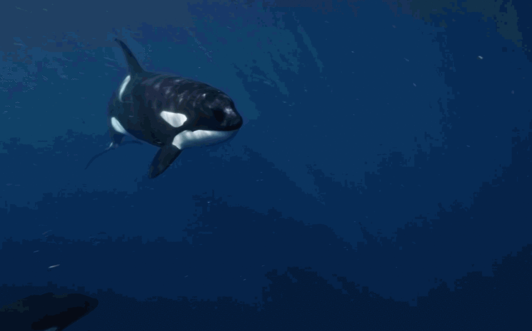 Fotogramas do documental 'Espartes: crónica da candorca ibérica'