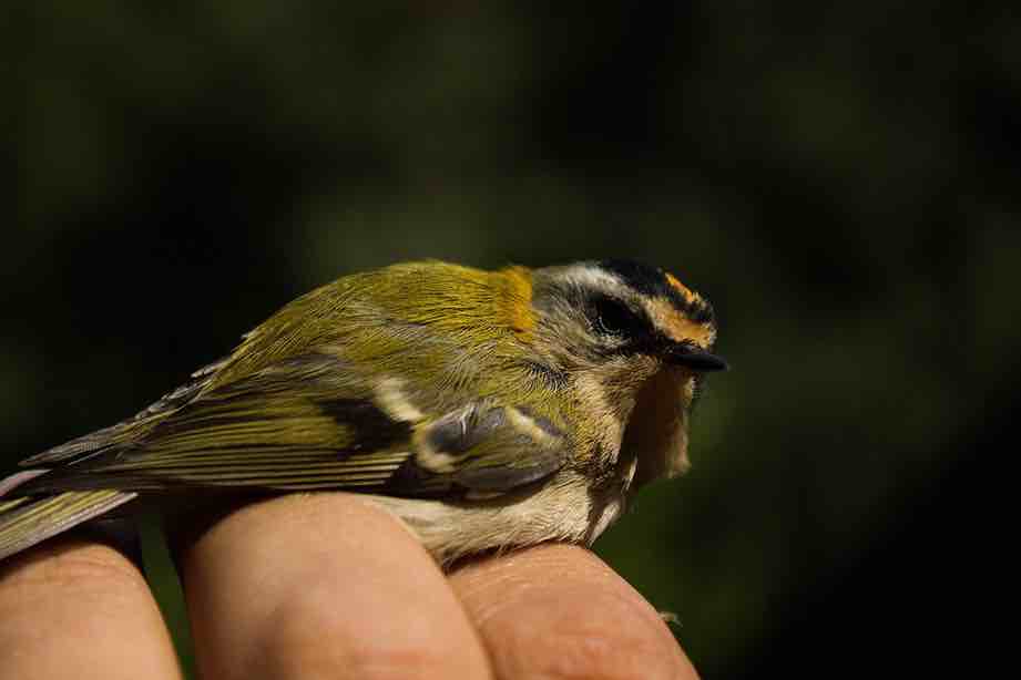 Estreliña riscada ('Regulus ignicapilla'). Foto: Wikimedia Commons