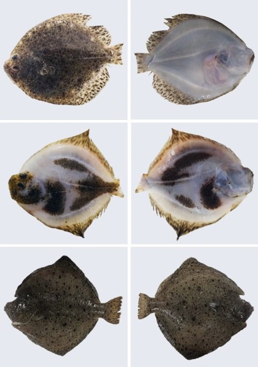 Fenotipos de pigmentación en rodaballos procedentes de acuicultura. A columna esquerda mostra a cara dorsal e a dereita, a cara ventral de cada exemplar. De arriba abaixo preséntanse: un rodaballo con pigmentación normal; un rodaballo con alteracións da pigmentación en ambas as caras; e un rodaballo con hiperpigmentación tanto dorsal como ventral. Foto: IIM-CSIC
