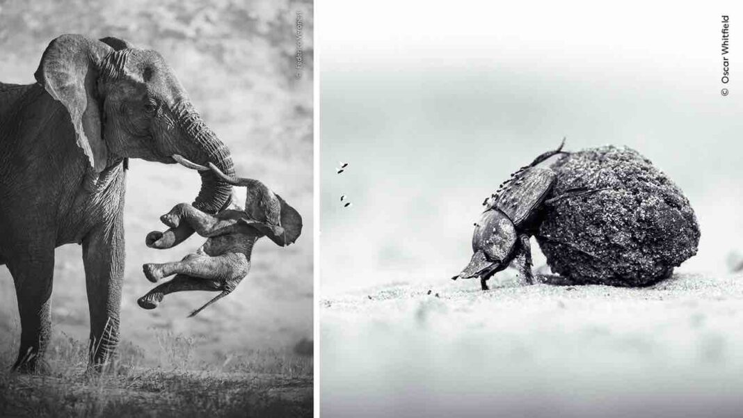 Á esquerda, ‘The Aftermath’ de Federico Veronesi. Á dereita, ‘Labour of Love’ de Oscar Whitfield. Foto: Natural History Museum / Wildlife Photographer of the Year