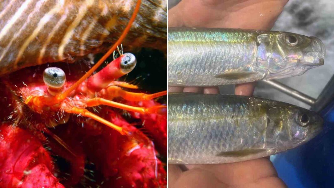 Á esquerda, o ermitán vermello grande (‘Dardanus calidus’). Á dereita, a sardinela lombuda (‘Sardinella aurita’). Foto: IEO-CSIC