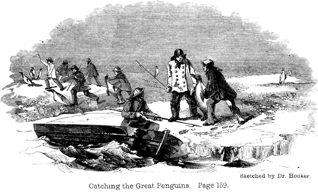Caza de pingüíns, no libro 'A voyage of discovery and research in the southern and Antarctic regions, during the years 1839-43', de James Clark Ross. Debuxo do doutor Hooker. Vía: Wikimedia Commons