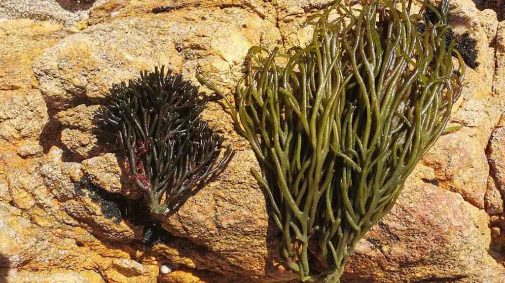Imaxe da recolleita de mostras de Codium na costa galega para o proxecto. Foto: DUVI