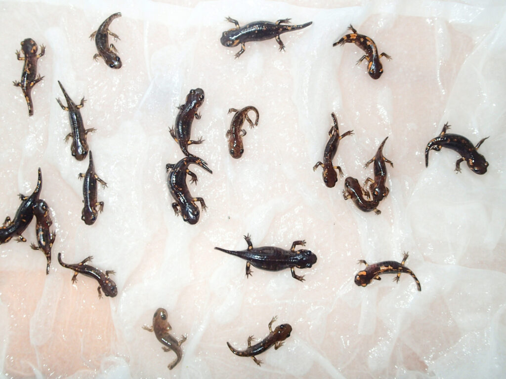 Xuvenís vivíparos de 'Salamandra salamandra'. Imaxe: Guillermo Velo Antón