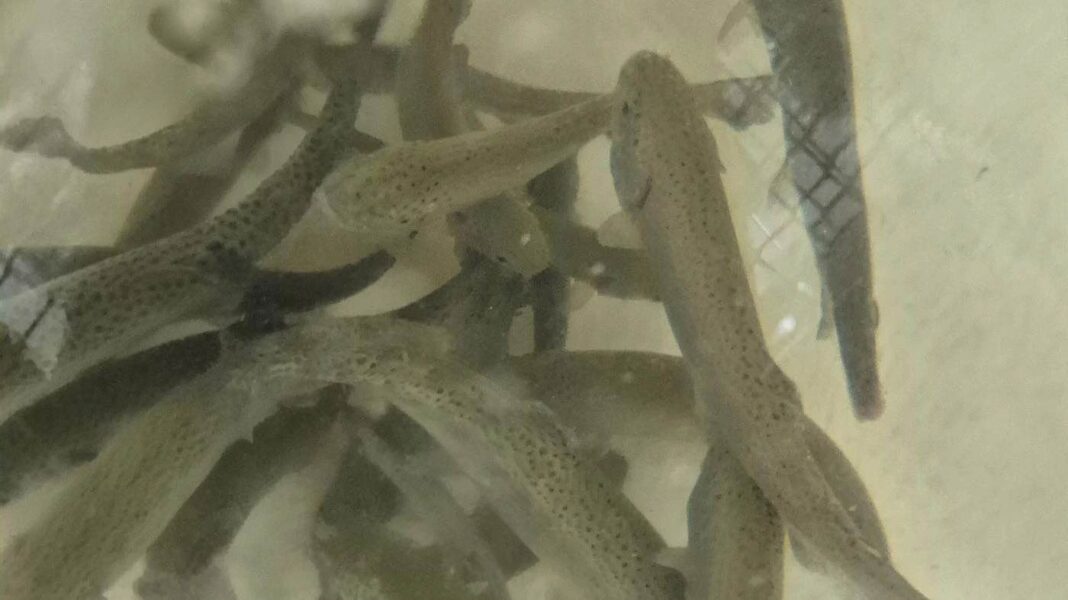Imaxe de troitas arco da vella nun tanque de acuicultura. Foto: Duvi