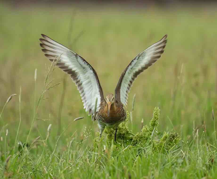 Fuselo de rabo negro ('Limosa limosa'). Foto: Wikimedia Commons